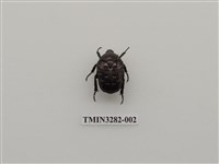 藏品(東方白點花金龜)的圖片